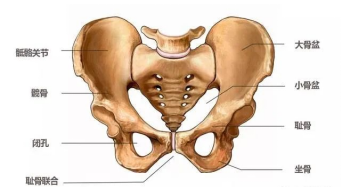 骨盆由骶骨,尾骨,左右两块髋骨组成以及连接他们的关节,韧带构成的
